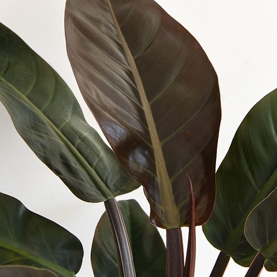 Philodendron 'Imperial Red'