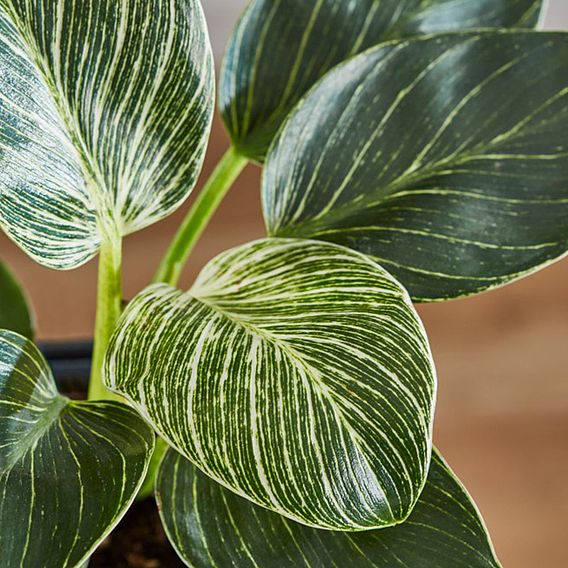 Philodendron 'White Measure'