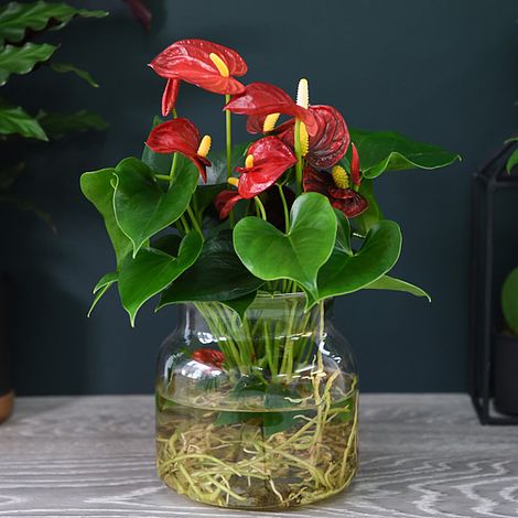 Anthurium Aqua Red in Sierglass