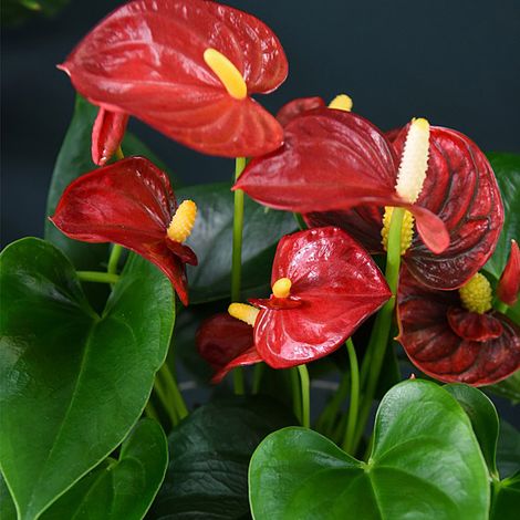 Anthurium Aqua Red in Sierglass