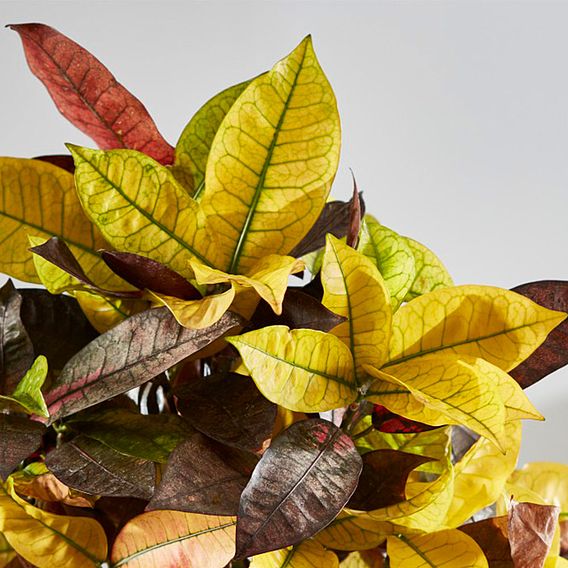 Codiaeum variegatum var. pictum 'Mrs Iceton'