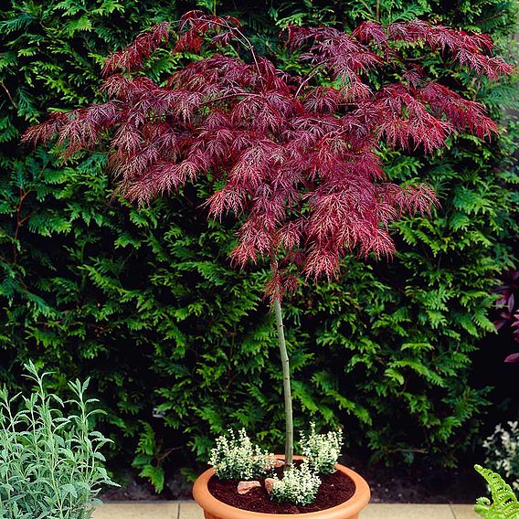 Acer palmatum Garnet | Suttons