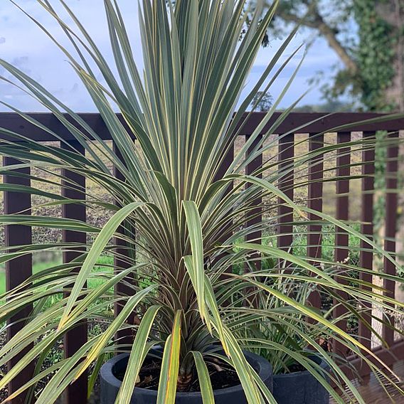 Cordyline australis 'Torbay Dazzler'