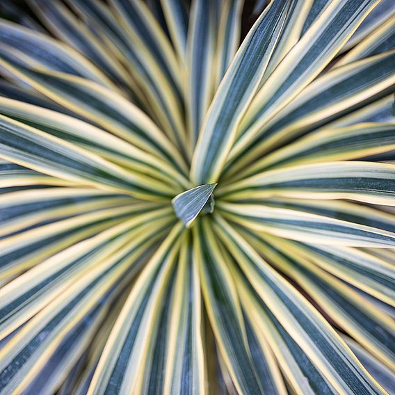 Cordyline australis 'Torbay Dazzler'