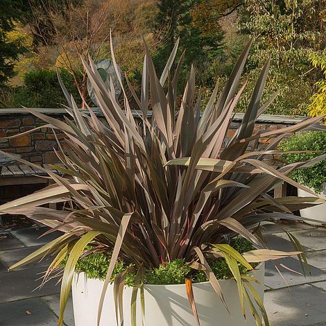 Phormium 'Pink Stripe' | Suttons