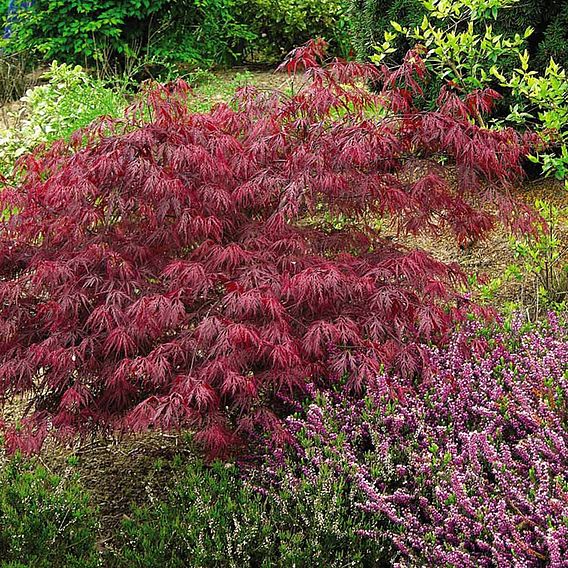 Acer palmatum var. dissectum 'Viridis'