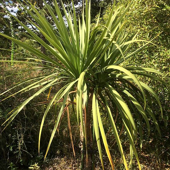 Cordyline australis