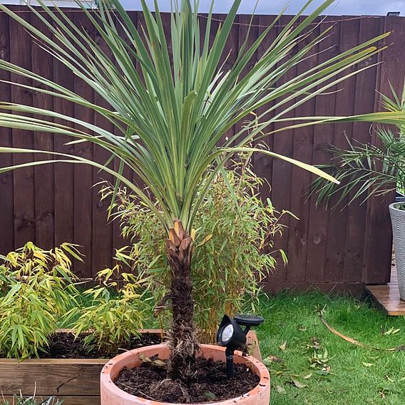 Cordyline australis