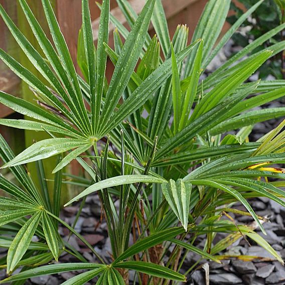 Chamaerops humilis