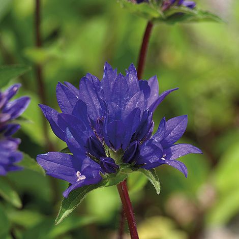 Campanula glomerata 'Superba'