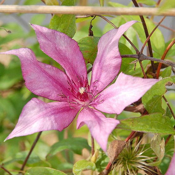 Clematis Giselle™ evipo051