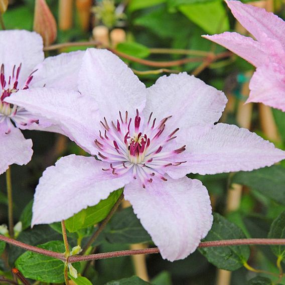 Clematis 'Hagley Hybrid'