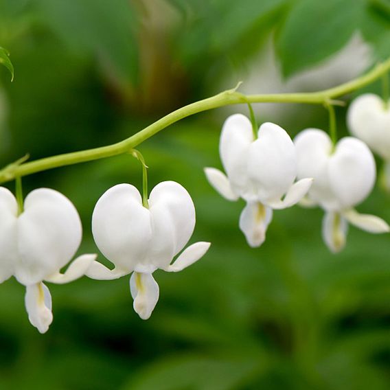 Dicentra spectabilis 'Alba'