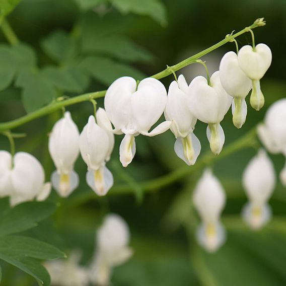 Dicentra spectabilis 'Alba'