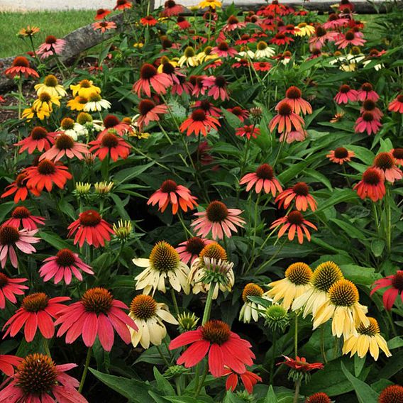 Echinacea 'Cheyenne Spirit'