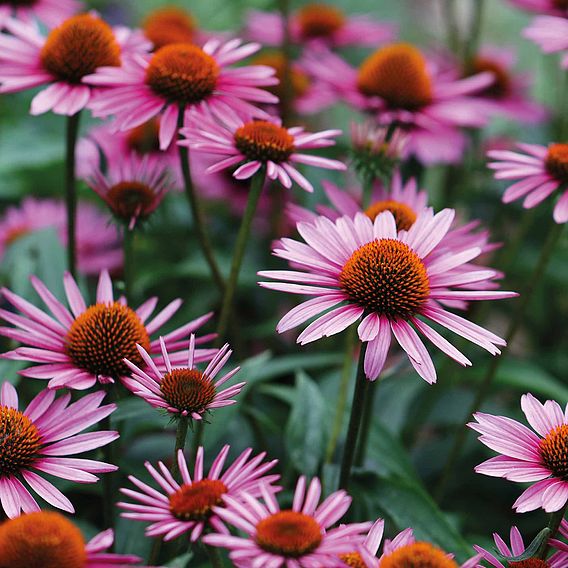 Echinacea purpurea 'Rubinstern' | Suttons