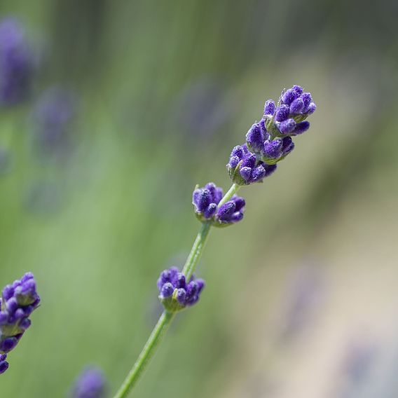 Lavender 'Imperial Gem' | Suttons