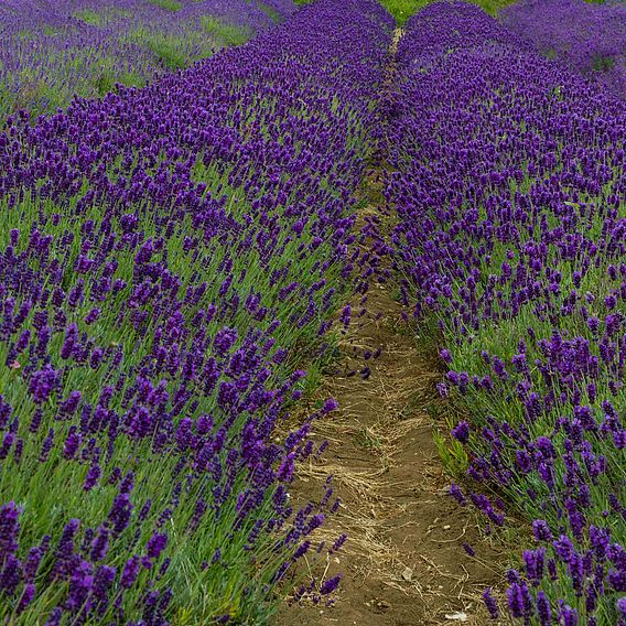 Lavender 'Imperial Gem'