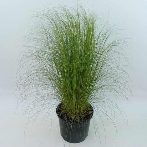 Stipa tenuissima