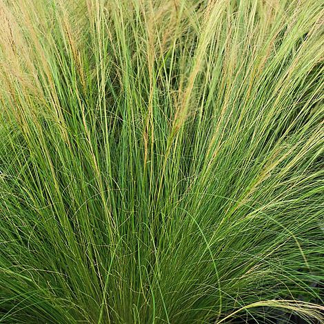 Stipa tenuissima