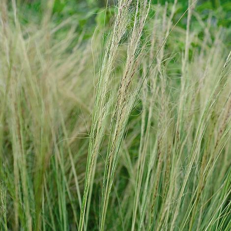 Stipa tenuissima