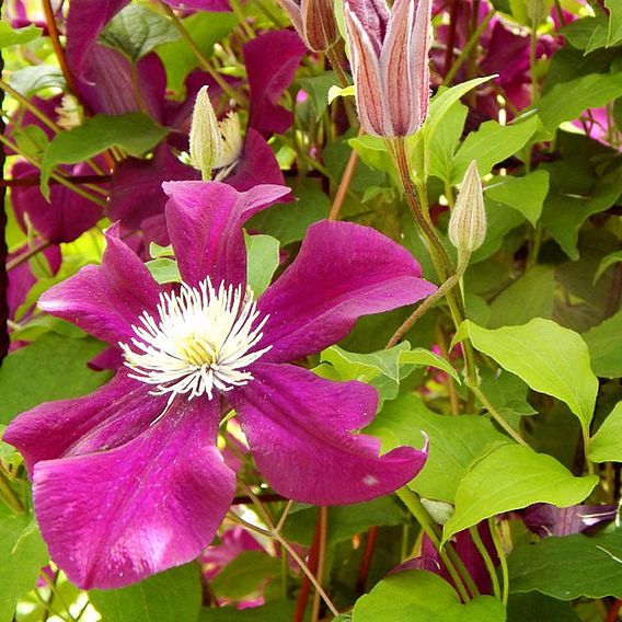 Clematis Ernest Markham - Clematis Plant | Suttons