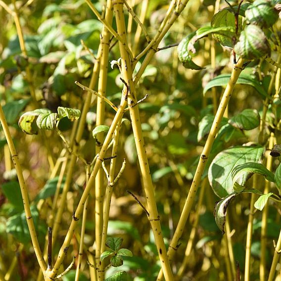 Cornus sericea 'Flaviramea'