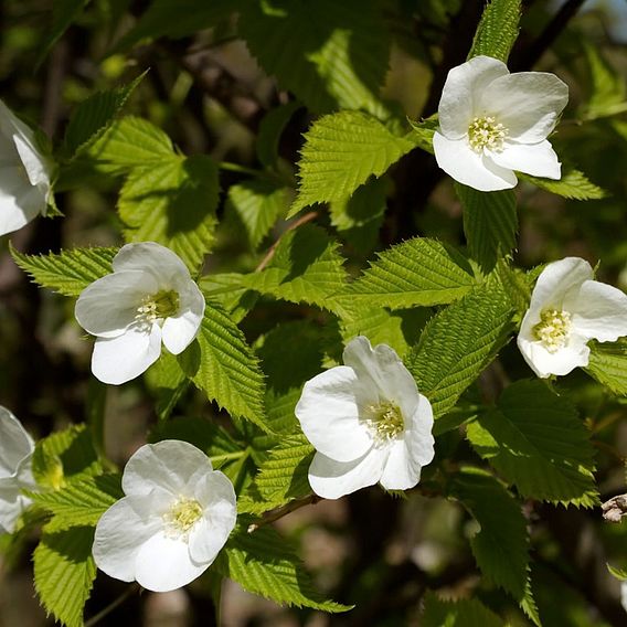 Rhodotypos scandens