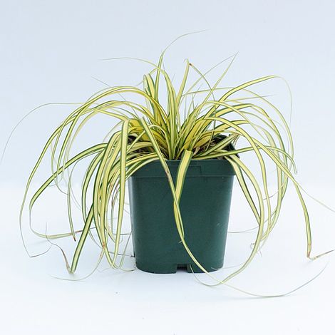 Carex oshimensis 'Evergold'