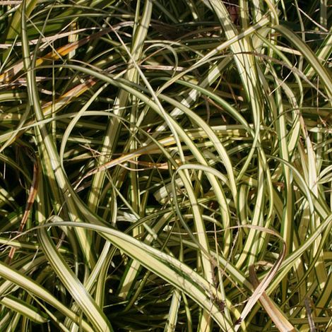 Carex oshimensis 'Evergold'