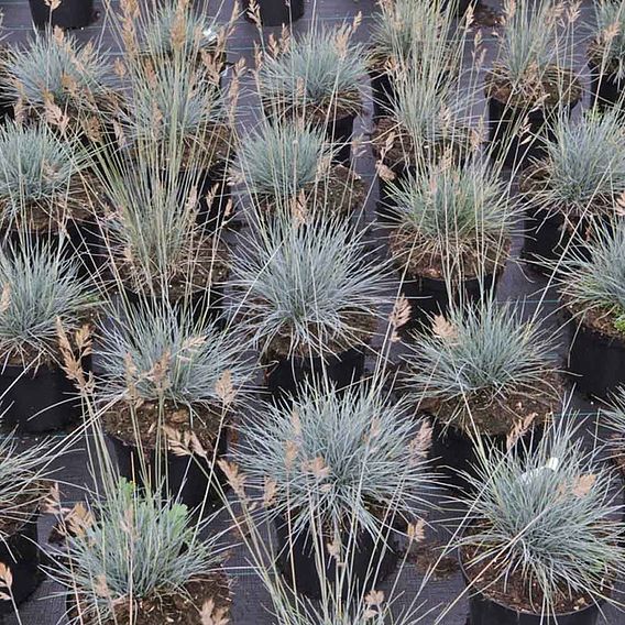 Festuca glauca 'Elijah Blue'