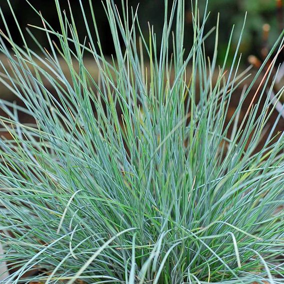 Festuca glauca 'Elijah Blue'