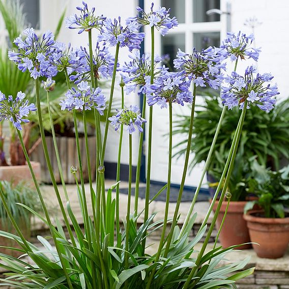 Agapanthus Patio Pot Duo - Hardy Perennial | Suttons | Suttons