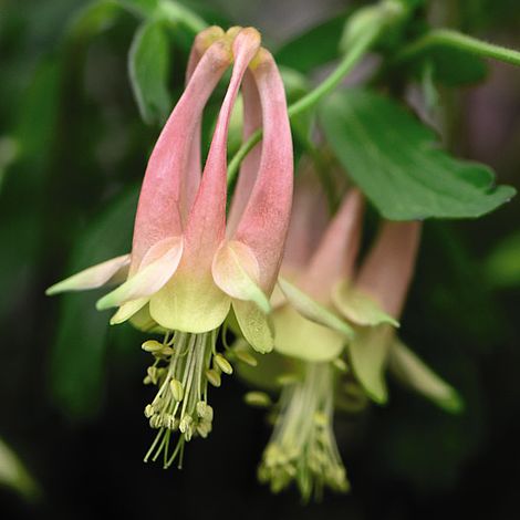 Aquilegia Rhubarb & Custard