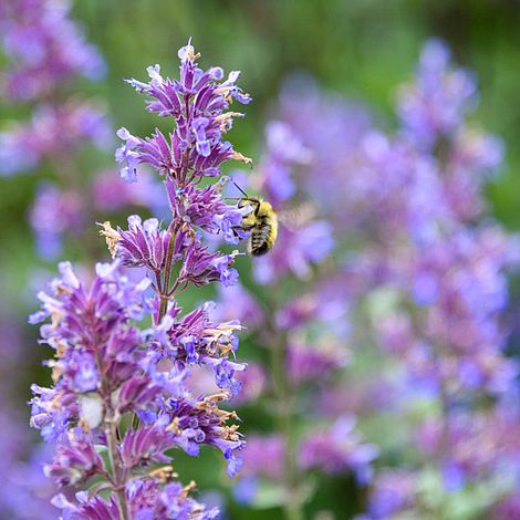 Nepeta racemosa 'Walkers Low'