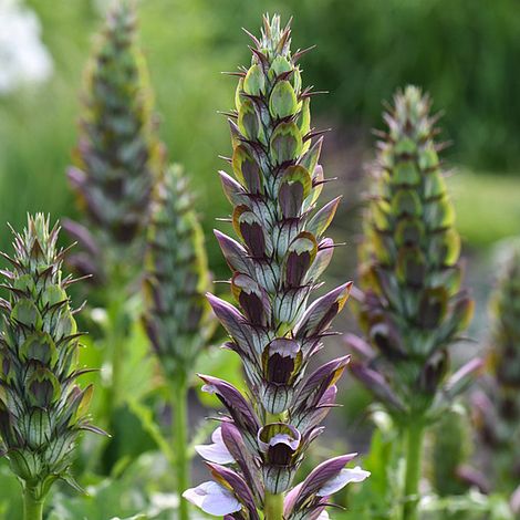 Acanthus mollis