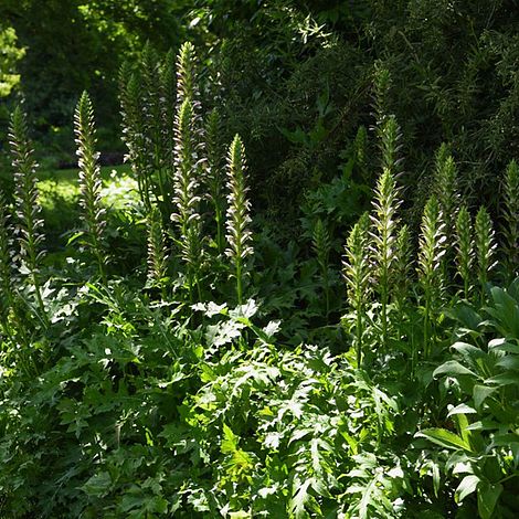 Acanthus mollis