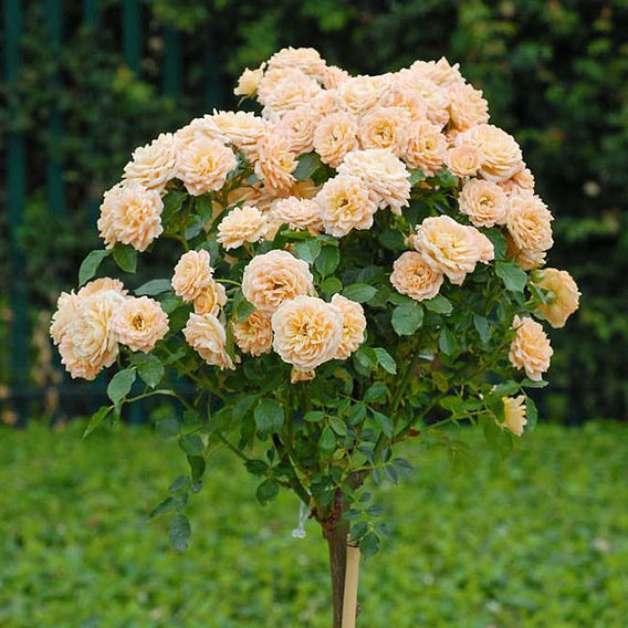 Rose 'Sweetie' (Patio Rose Standard)