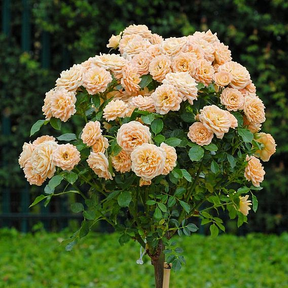 Rose 'Sweetie' (Patio Rose Standard)