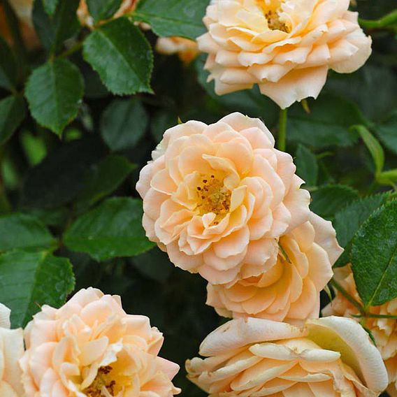 Rose 'Sweetie' (Patio Rose Standard)