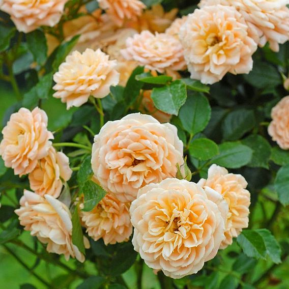 Rose 'Sweetie' (Patio Rose Standard)