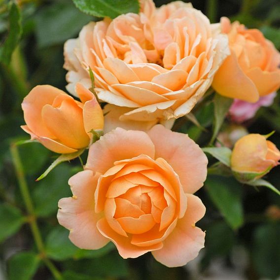 Rose 'Sweetie' (Patio Rose Standard)