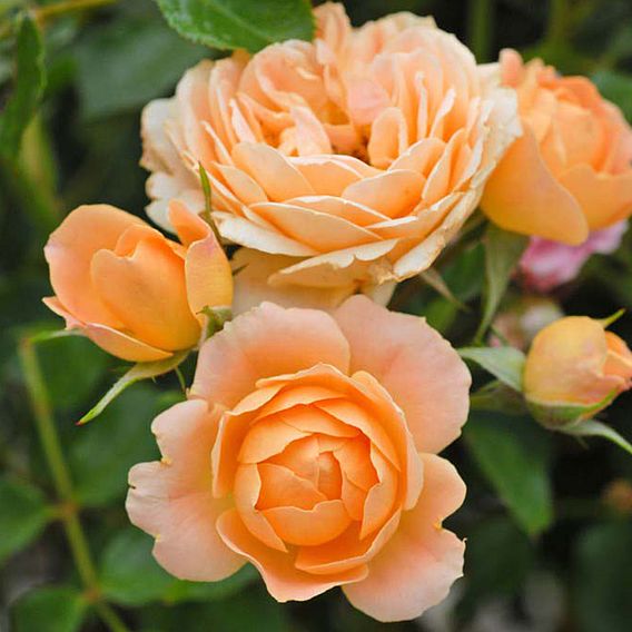 Rose 'Sweetie' (Patio Rose Standard)