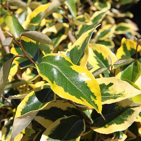 Elaeagnus x submacrophylla 'Gilt Edge'