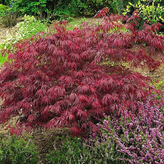 Acer palmatum 'Dissectum'