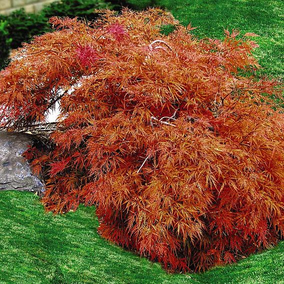 Acer palmatum 'Dissectum'