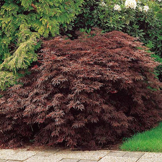 Acer palmatum 'Dissectum'