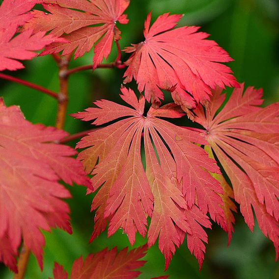 Acer japonicum 'Aconitifolium'