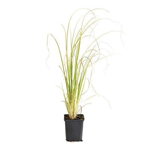 Cortaderia selloana 'White'