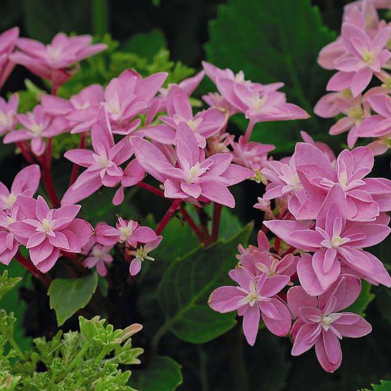 Hydrangea 'Double Dutch Edam'